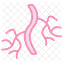 Blood-vessels  Icon