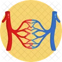 Blood Vessels  Icon