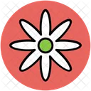 Bloodroot Flower Spring Icon