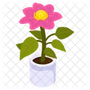 Blooming Flower  Icon