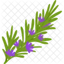 Rosemary Bloom Herbs Icon