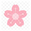 Blossom Flower Cherry Blossom Icon