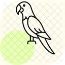 Blue and gold macaw  Icon