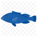 Blue groper  Icon