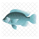 Blue Tilapia Icon