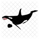 Orca Whale Killer Whale Ocean Icon
