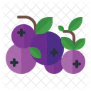 Blueberry Berry Organic Icon