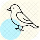 Bluebird  Icon
