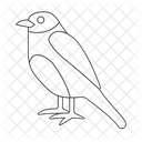 Bluebird  Icon
