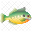 Bluegill Fish Aquatic Icon