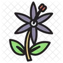 Bluestar Flower  Icon