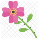 Blume  Symbol