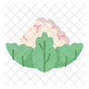 Blumenkohl  Symbol