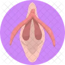 Human Anatomy Body Organ Vagina Icône