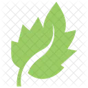 Bolleana Poplar Leaf Icon