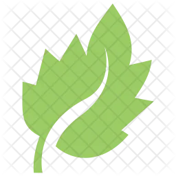 Bolleana Poplar Leaf  Icon