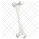 Bone Organ Body Part Icône