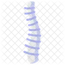 Bone Anatomy Skeleton Icône