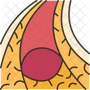Bone Marrow Skeletal Icon