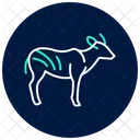 Bongo Icon