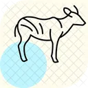 Bongo Icon