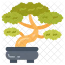 Bonsai Dwarf Tree Tree Icon