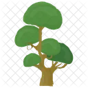 Pinus Bonsai Sylvestris Icon