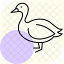 Booby Bird Sea Icon