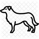 Border Collie  Symbol
