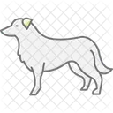 Border collie  Icon