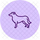 Border collie  Icon