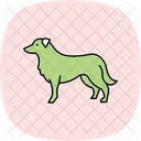 Border collie  Ícone