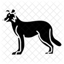 Border Collie Wild Dog Dachshund Icon