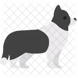 Border Collie  Icon