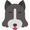 Border Collie Mammal Pet Icon