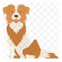 Border Collie Dog Puppy Icon