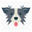 Border Collie Dog  Icon