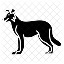 Border collie  Ícone