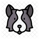 Border collie  Icon