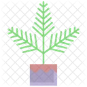Boston Fern Plant  Icon