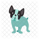 Boston Terrier Dog  Icon