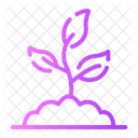 Botany  Icon