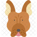 Bouledogue Francais Compagnon Mammifere Icône