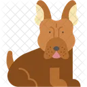 Bouledogue Francais Compagnon Mammifere Icône
