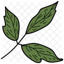 Box Elder Leaf Leaf Foliage Icon