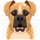 Boxer  Icon