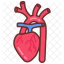 Brachiocephalic Artery Heart Human Organ Icon