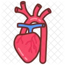 Brachiocephalic artery  Icon