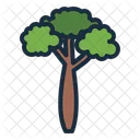 Brachychiton Tree Botanical Icon