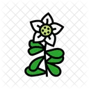 Brahmi Ayurveda  Symbol